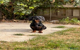 Miniature Dachshund dogs for stud: SLINKY  - Image 2