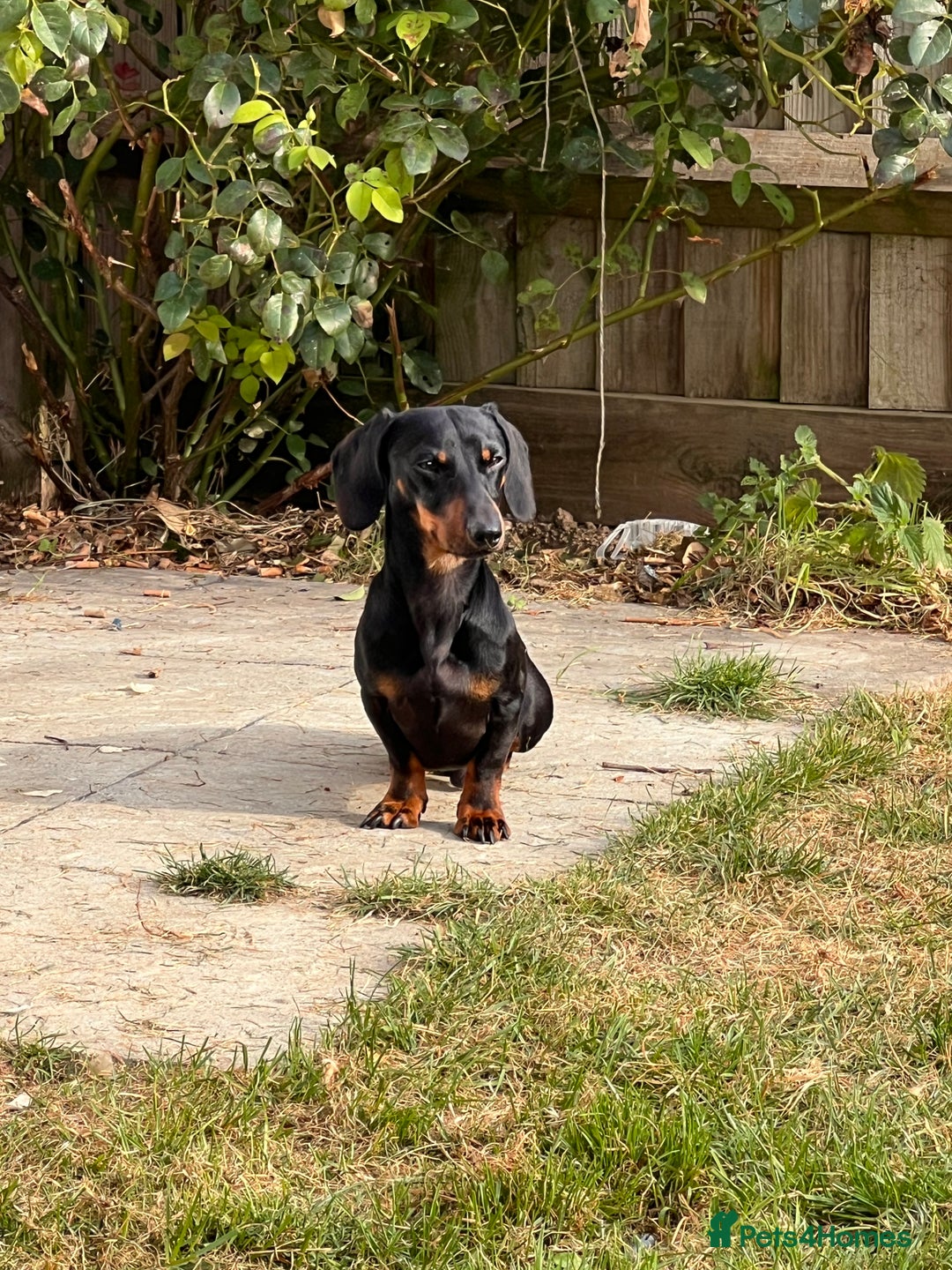 Miniature Dachshund dogs for stud: SLINKY  - Image 2