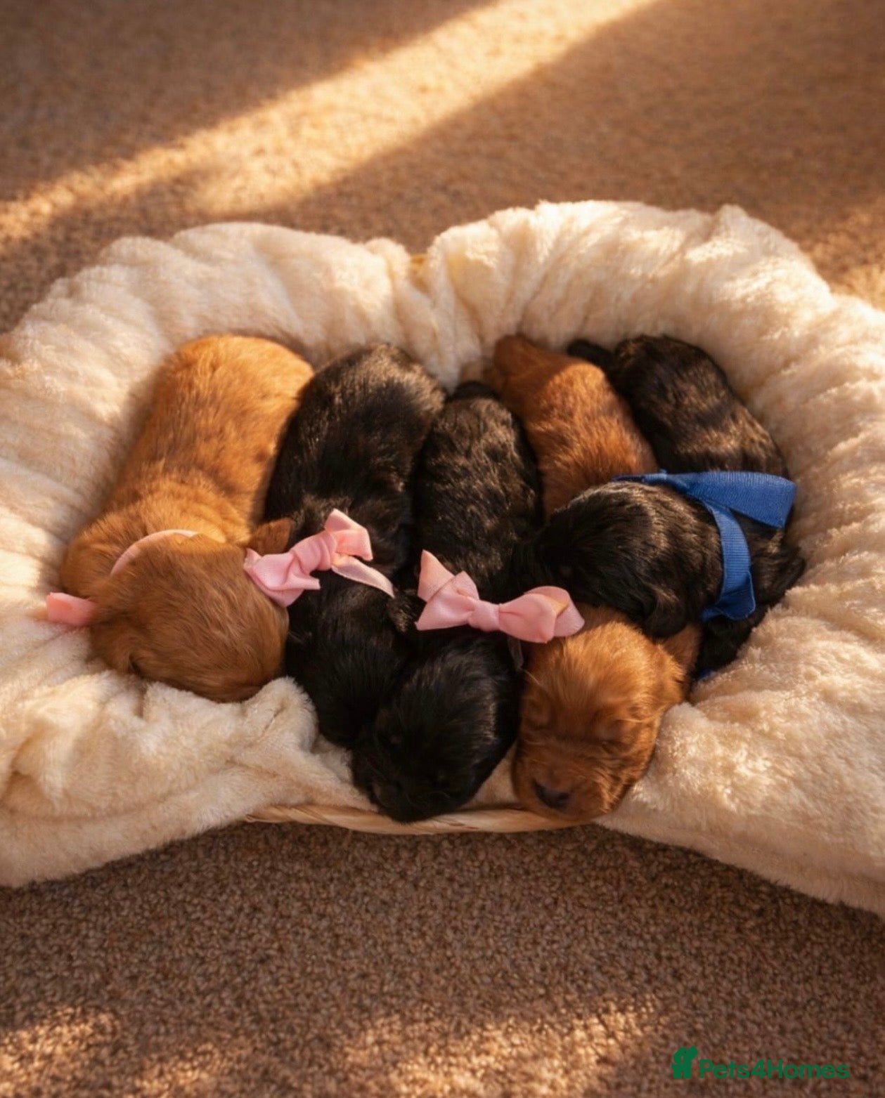 Cocker Spaniel dogs Fully health checked Working cocker spaniels  - Advert 1