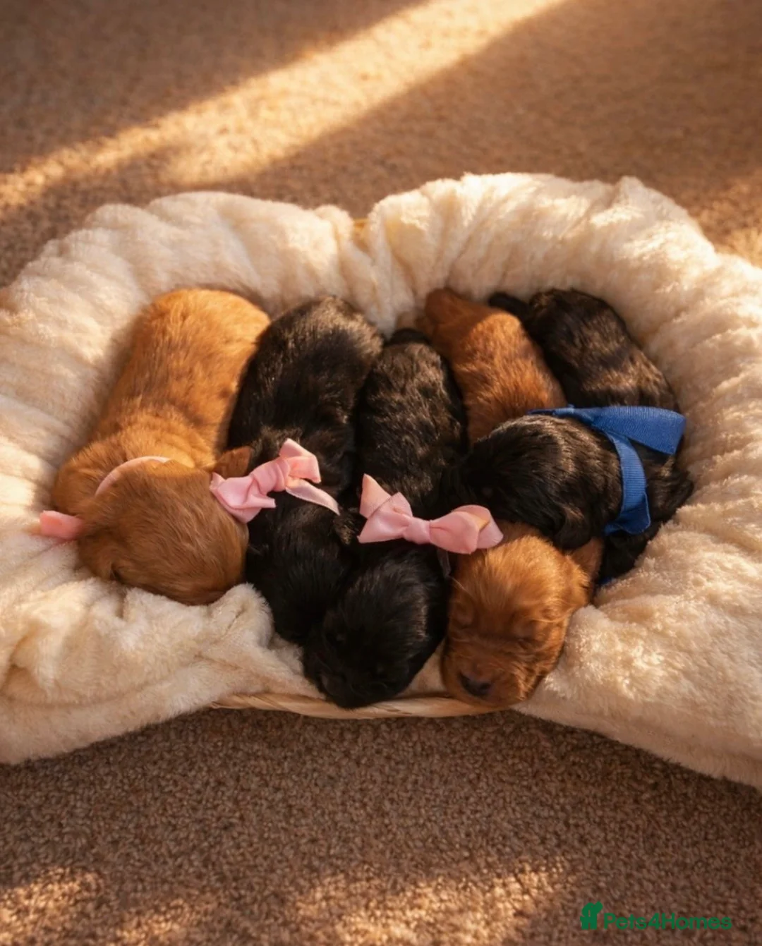 Cocker Spaniel dogs for sale: Fully health checked Working cocker spaniels  - Advert 1