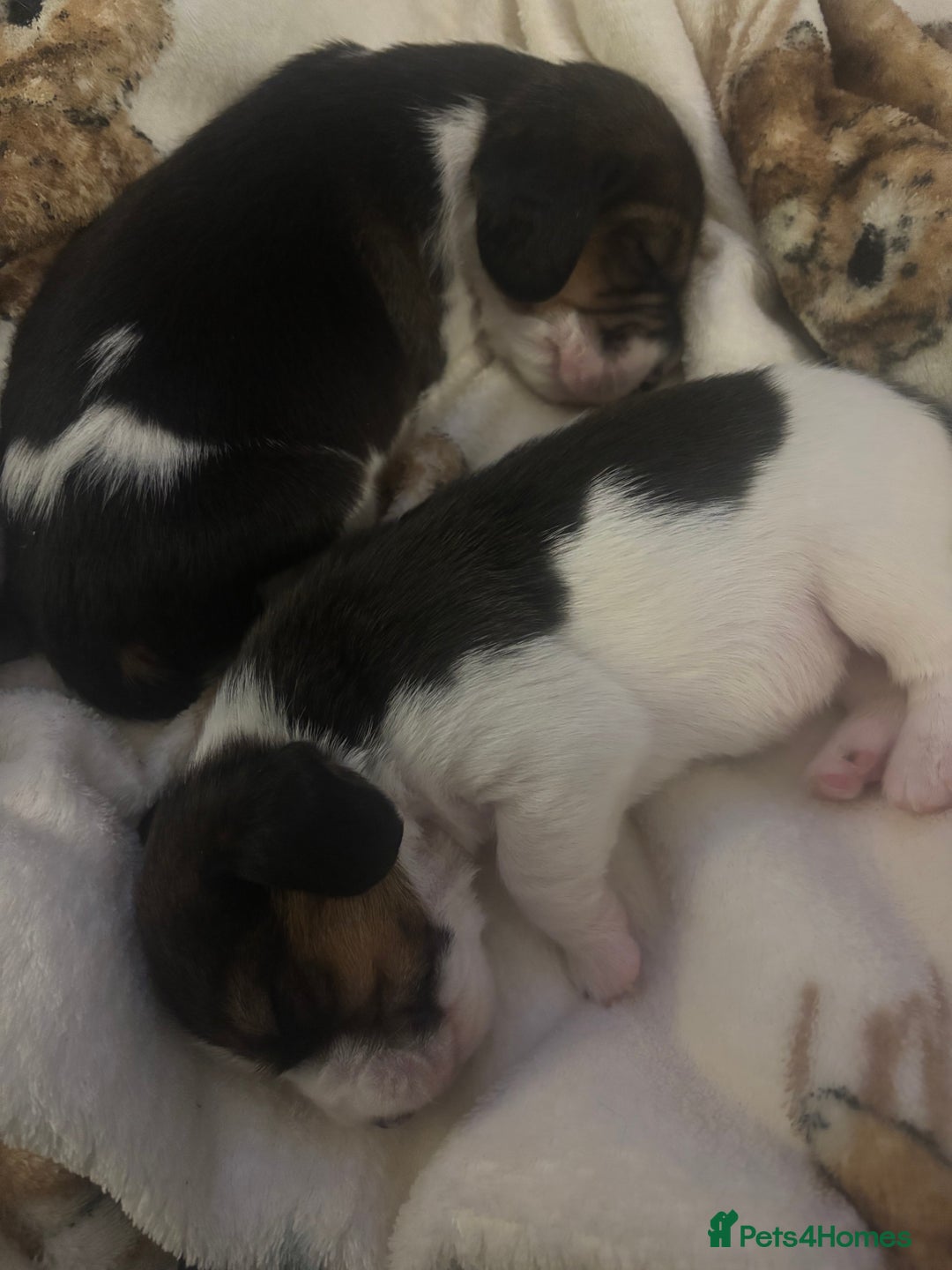 Beagle dogs for sale: Beagle  - Image 3