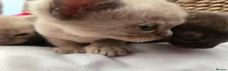 Burmese cats for sale: Outstanding Pedigree Burmese Kittens,Vet checked - Advert 17