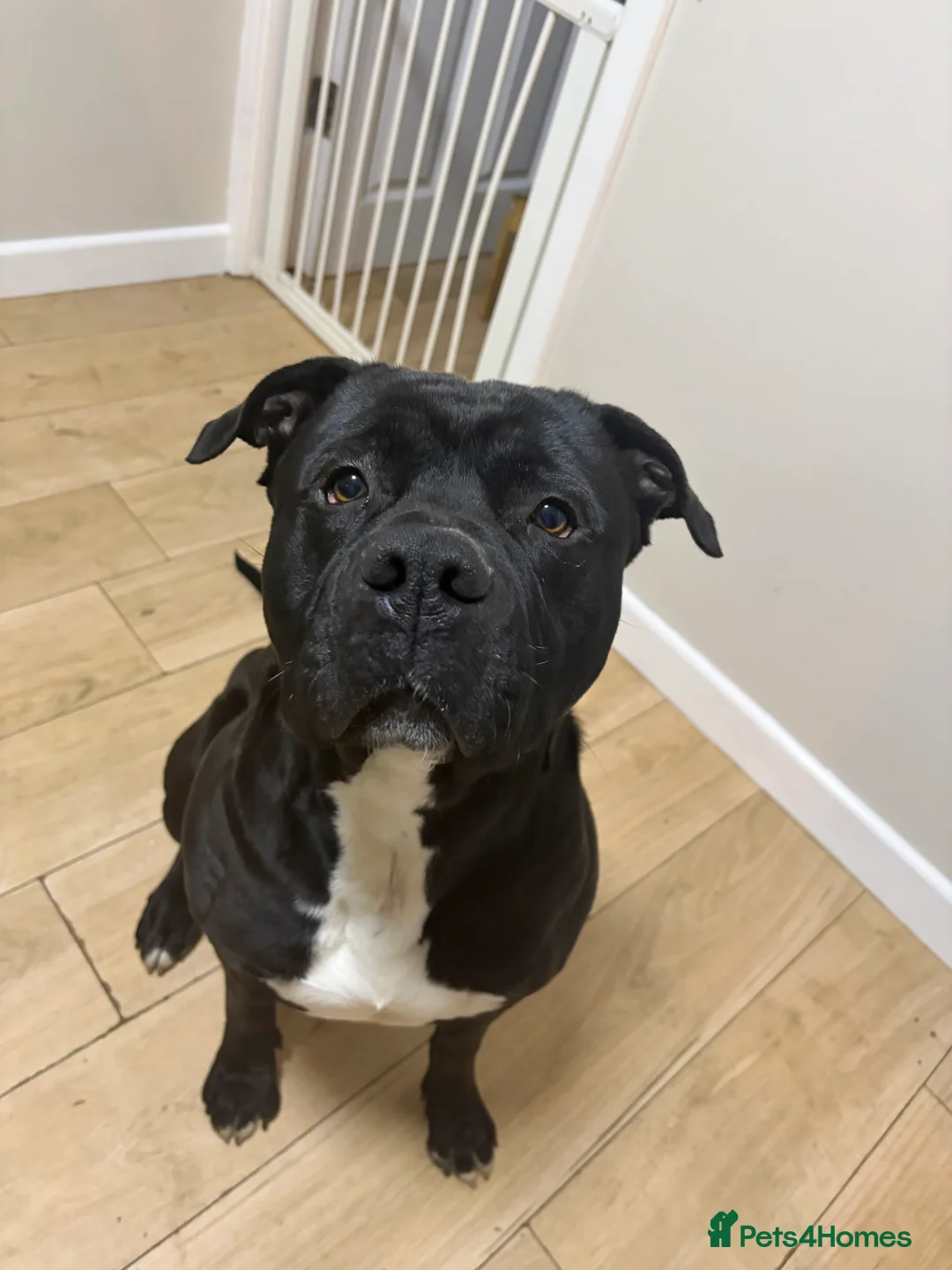 Mixed Breed dogs for sale: Staffie cross american bulldog - Advert 6