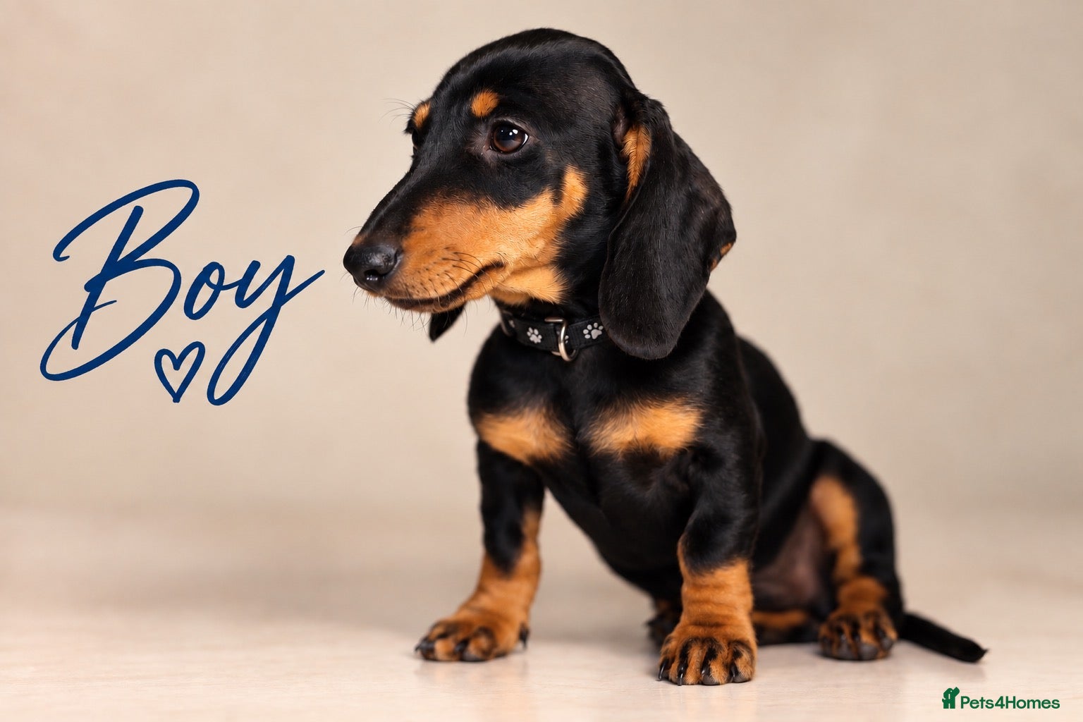 Dachshund dogs PRA-Clear Miniature Dachshund Puppies ready to go - Advert 4