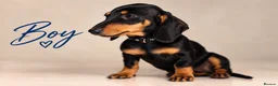 Dachshund dogs for sale: PRA-Clear Miniature Dachshund Puppies ready to go - Advert 10