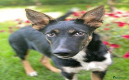 Mixed Breed dogs for adoption: 💖🐶 LINDA 🐶💖 - Image 5