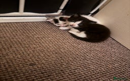 Maine Coon cats for sale: Mainecoon cross ragdoll - Image 7