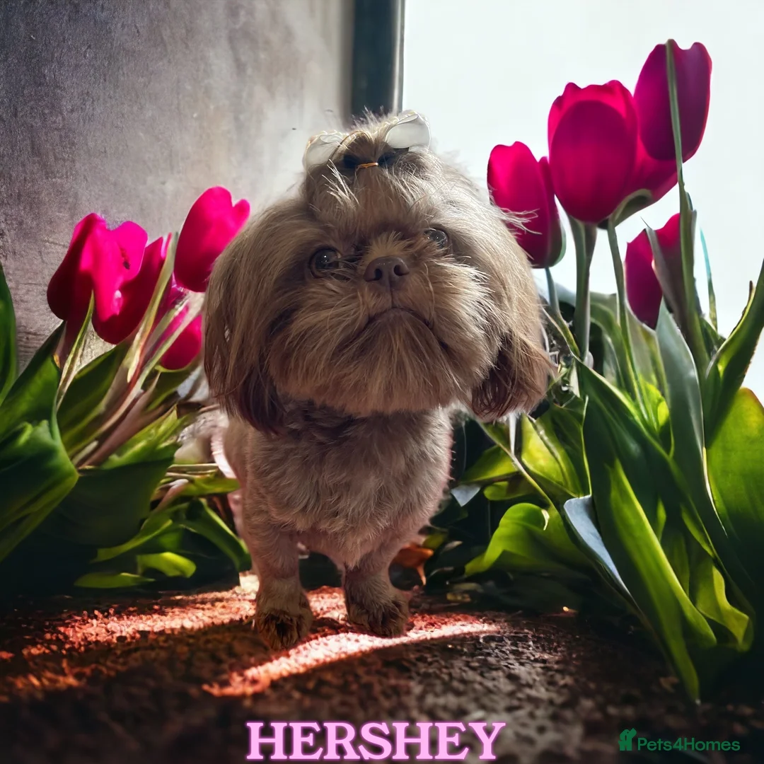 Shih Tzu dogs for stud: STUNNING CHOCOLATE IMPERIAL SHIHTZU OPEN AT STUD in Grays - Advert 24