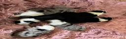 Border Collie dogs for sale: Border Collie puppies  - Advert 17