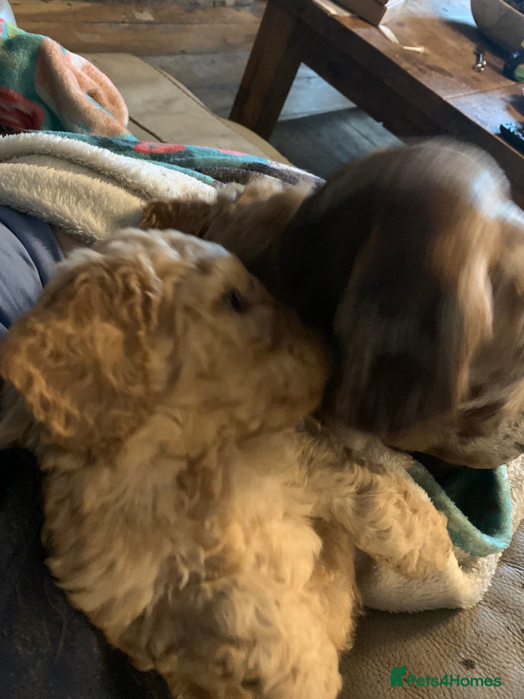 Miniature Poodle dogs for sale: REDUCED Mini poodle pups - Image 12