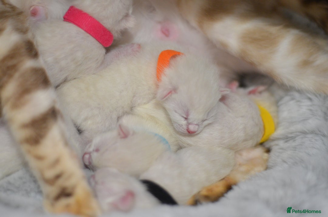 Siamese cats for sale: 🧬F1 BENAMESE KITTENS🧬 1 MALE LEFT - Image 15