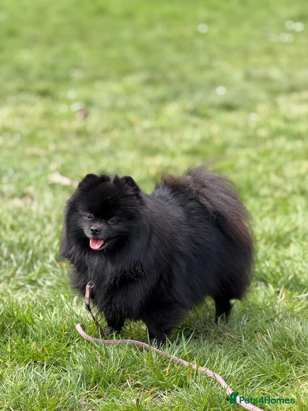 Pomeranian dogs for sale: ✨ Tiny Teddy Face Pomeranian Puppies 🐻✨ - Advert 2