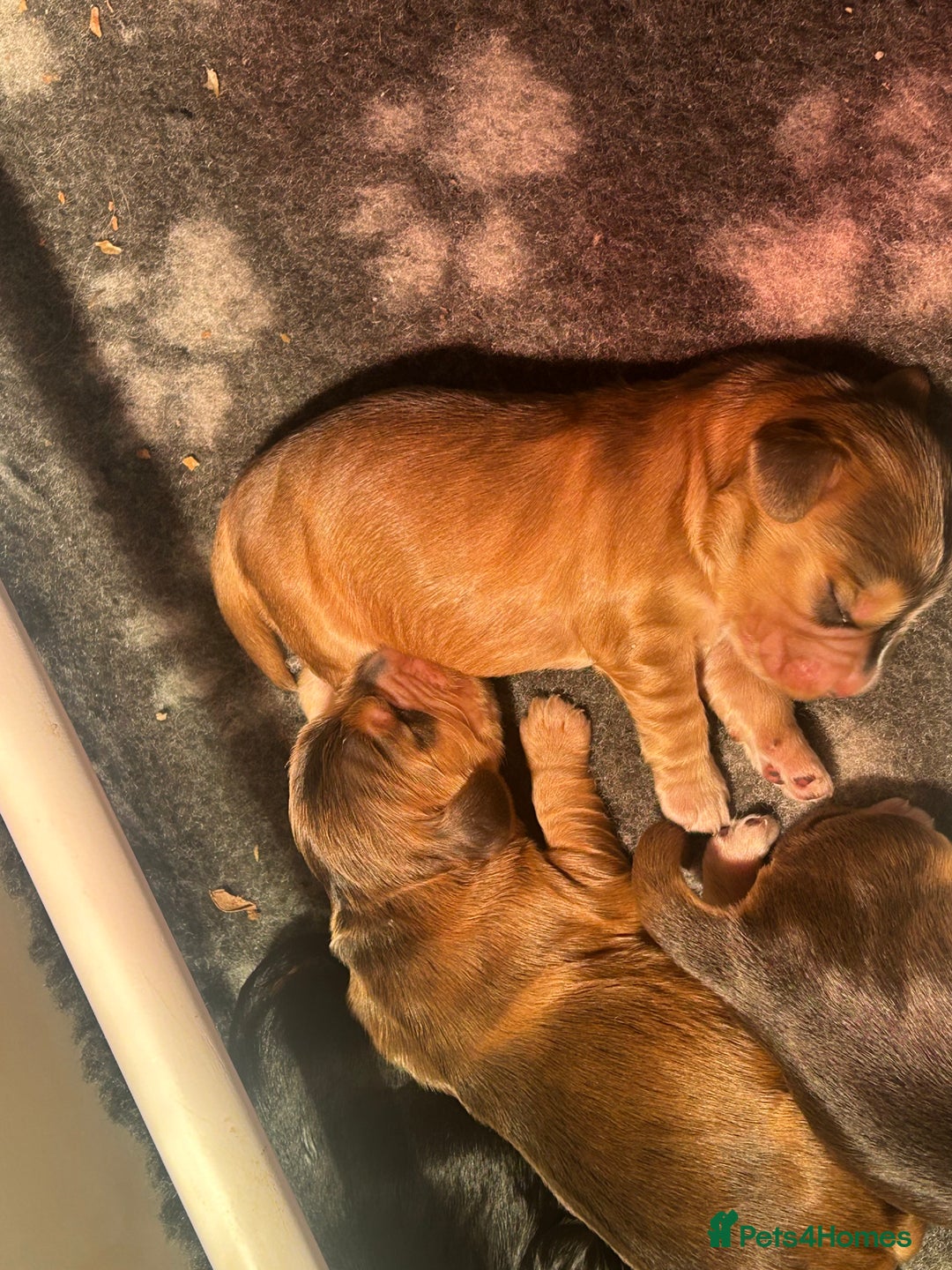 Cocker Spaniel dogs for sale: KC Reg Show Type Cocker Spaniel Puppies  - Advert 21