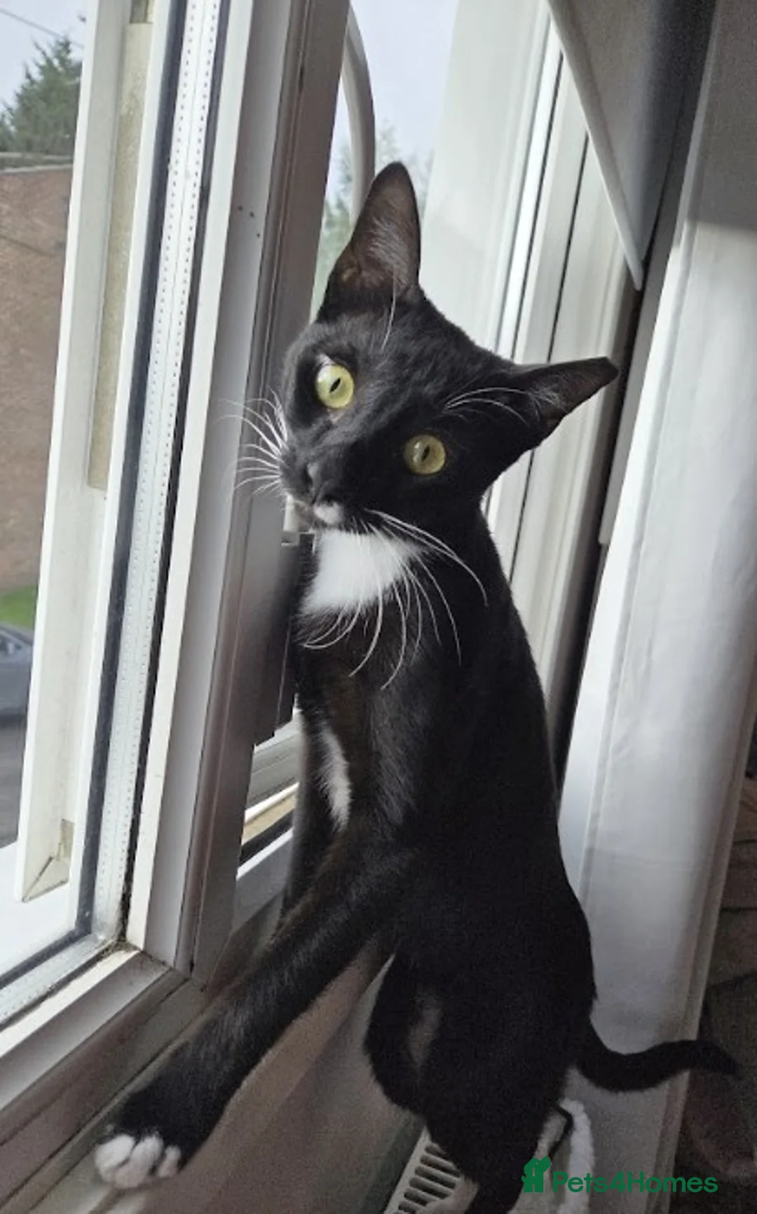 Mixed Breed cats for adoption: Male Cat for Adoption - Advert 8