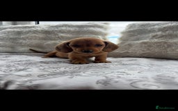 Miniature Dachshund dogs for sale: Ready to leave Miniature dachshunds - Image 3
