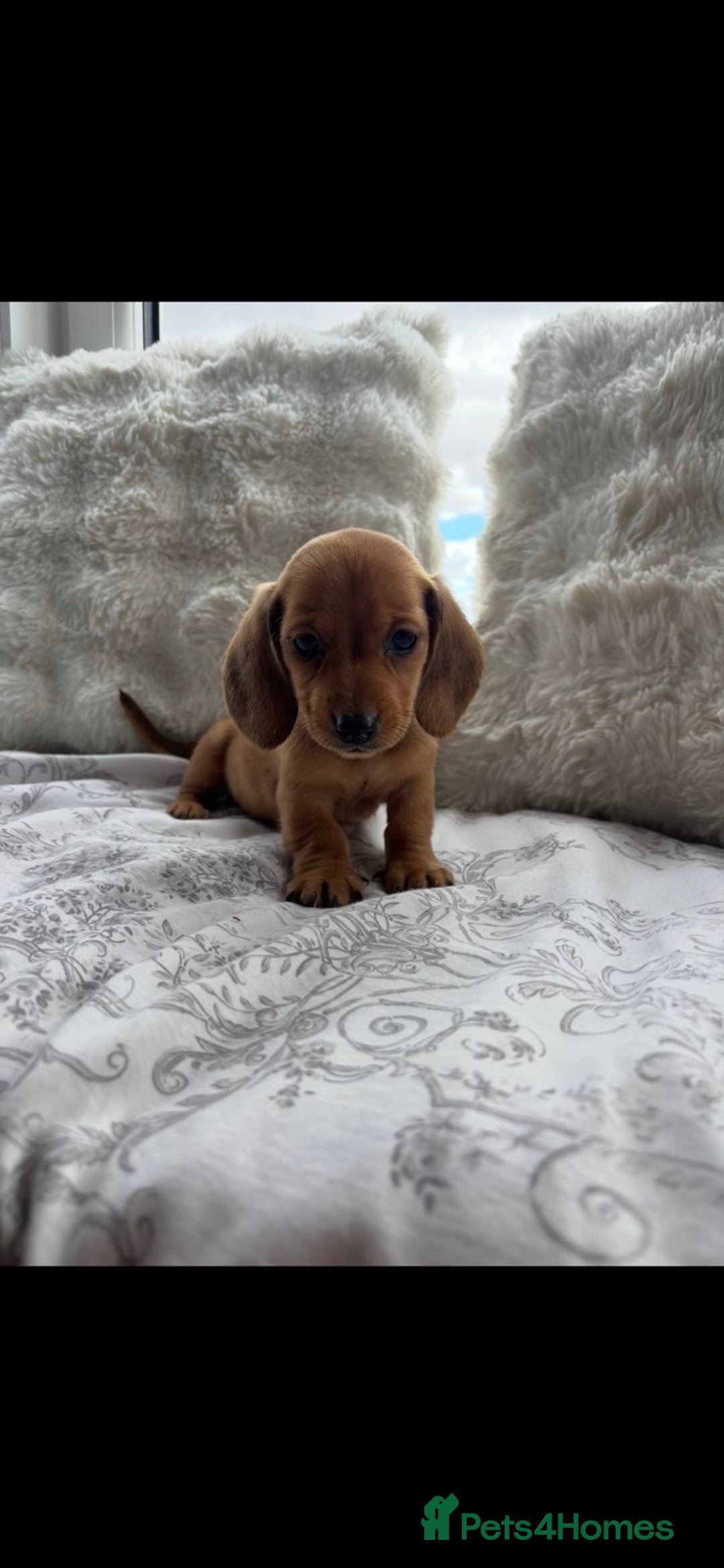 Miniature Dachshund dogs for sale: Ready to leave Miniature dachshunds - Image 3