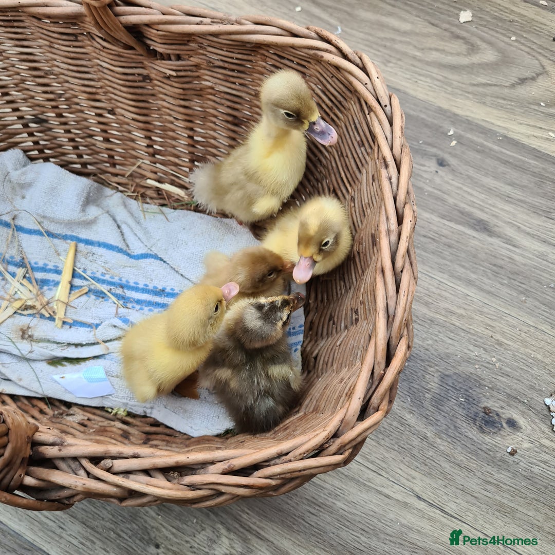 Ducks poultry for sale: Week old Runner Ducks 7 Available  - Image 2