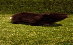 Pomeranian dogs for sale: 🧸💥 TOPQUALITY XXS UNIQUE POMERANIAN PUPPIES 🧸💥 - Image 7