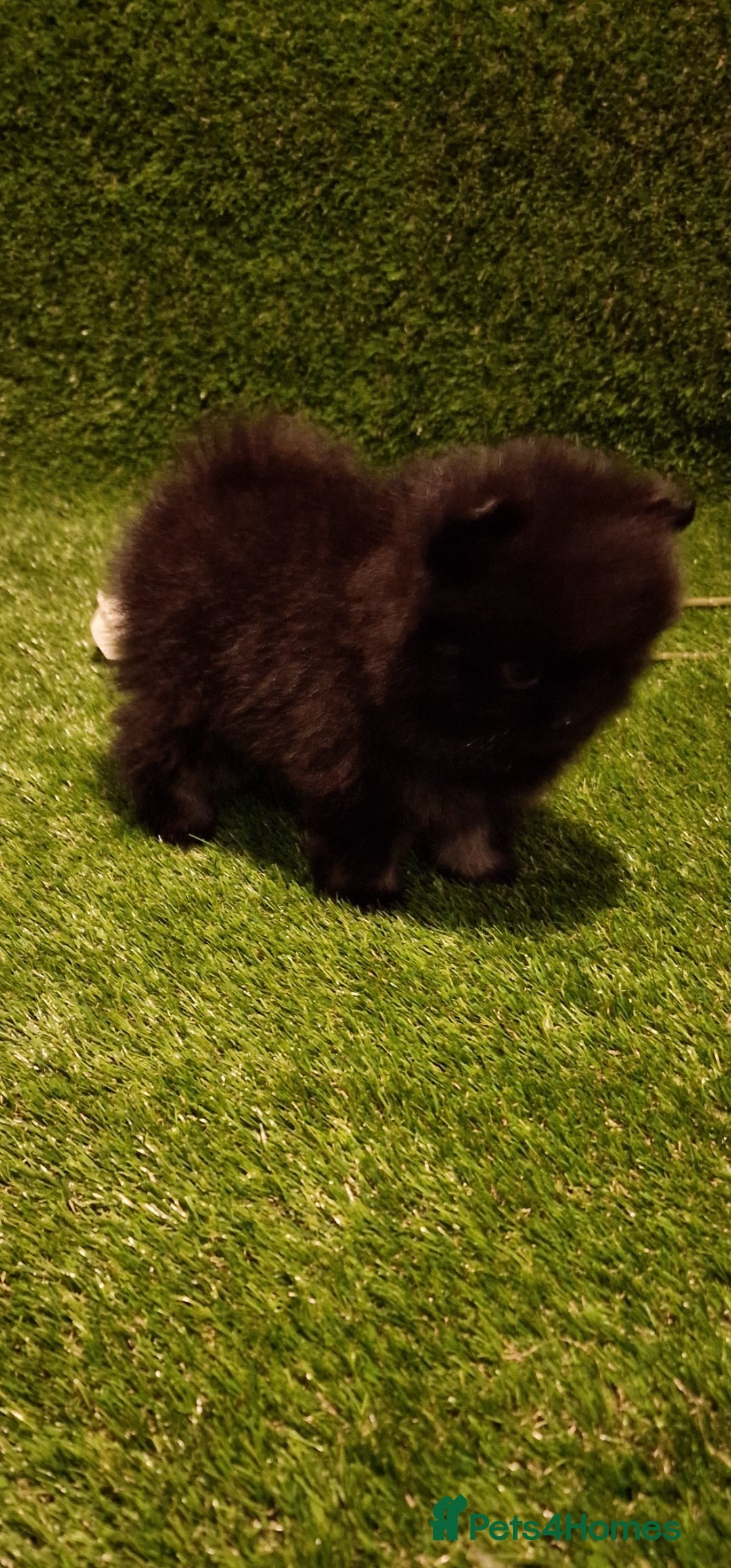 Pomeranian dogs for sale: 🧸💥 TOPQUALITY XXS UNIQUE POMERANIAN PUPPIES 🧸💥 - Image 7