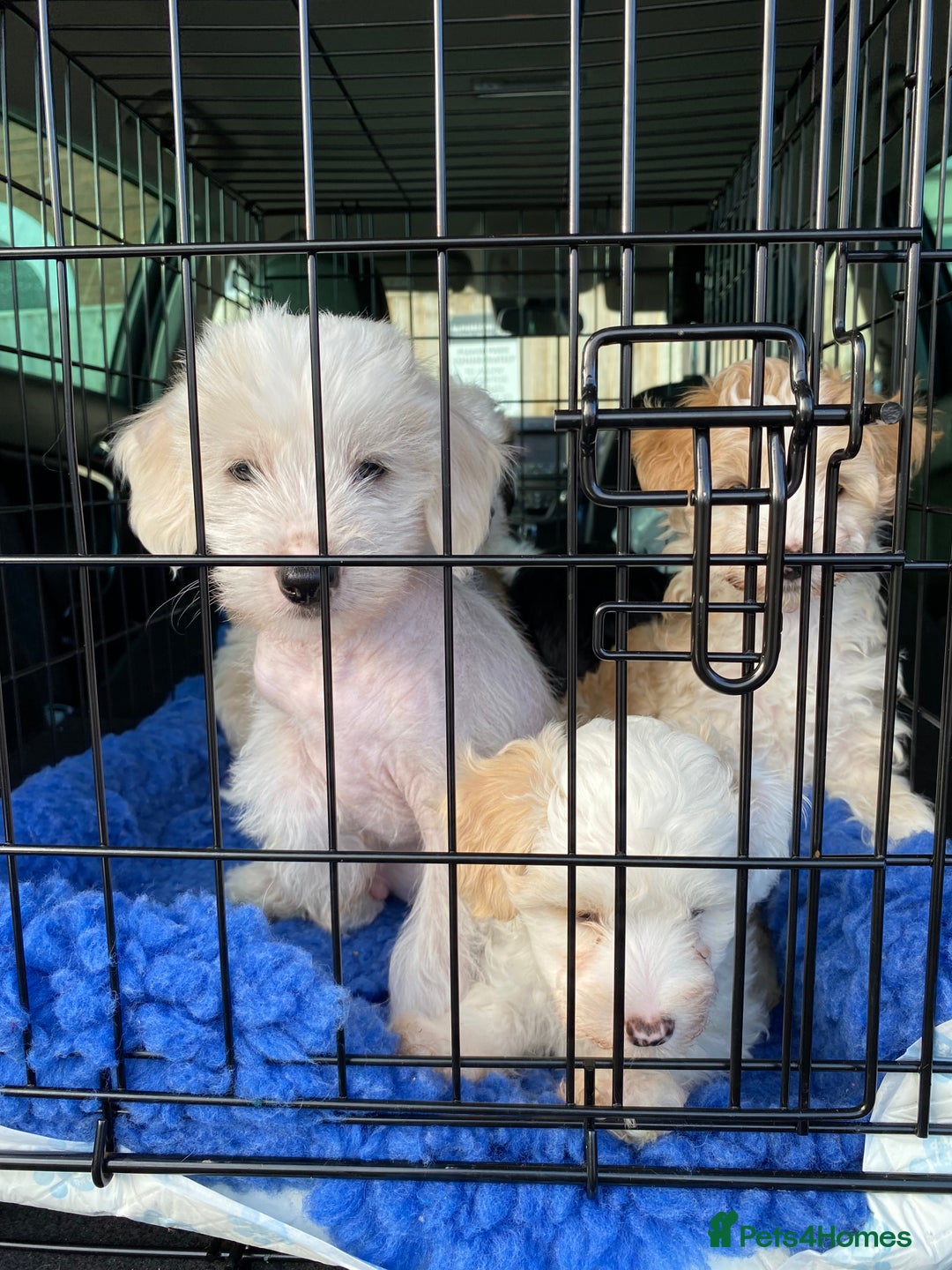 Chinese Crested dogs for sale: TRULY TRULY SCRUMPTIOUS apricot powder puff GIRL   - Advert 13