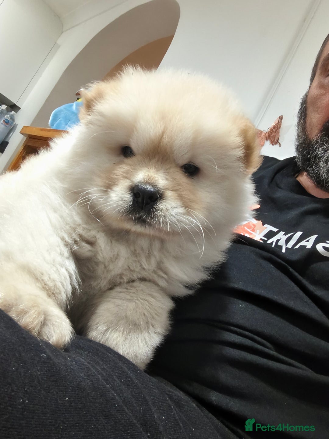 Chow Chow dogs for sale: Chow chow - Image 7
