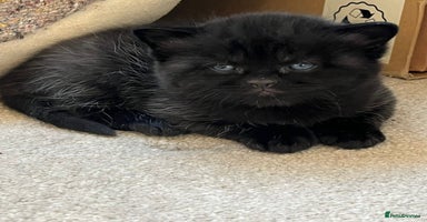 Mixed Breed cats - Advert 16