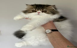 Persian cats for sale: Pedigree Persian kitten for sale - Image 1