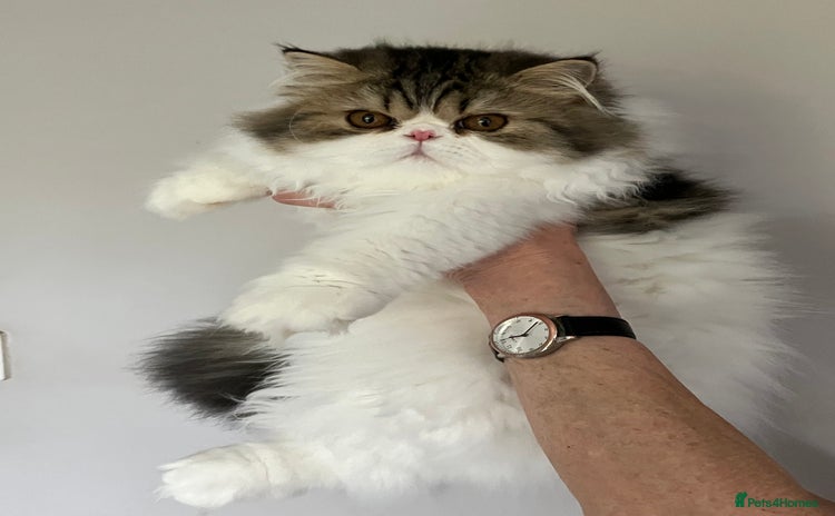 Persian cats - Advert 13