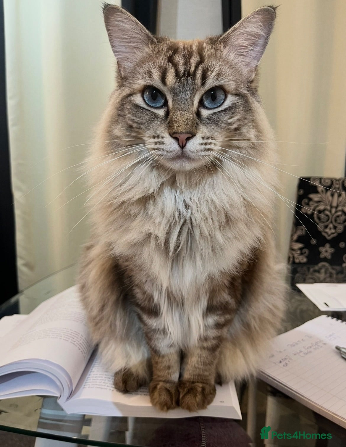 Mixed Breed cats For adoption  - Advert 9
