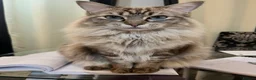 Mixed Breed cats for sale: For adoption  - Advert 1