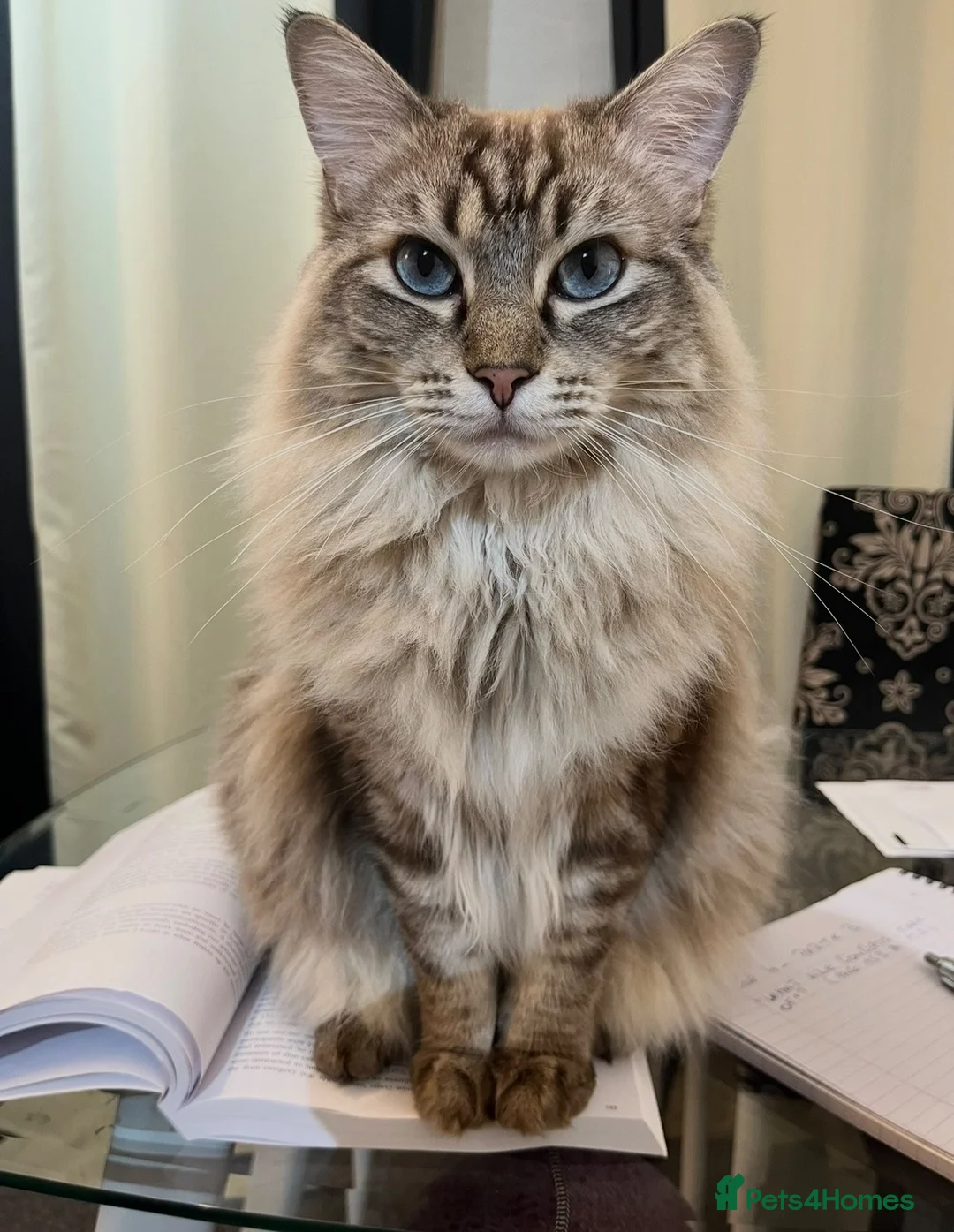 Mixed Breed cats for sale: For adoption  - Advert 1