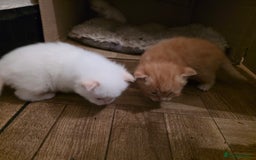 Ragcoon cats for sale: Ragcoon  - Image 2