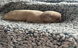French Bulldog dogs for sale: French bulldog puppies  - Image 15