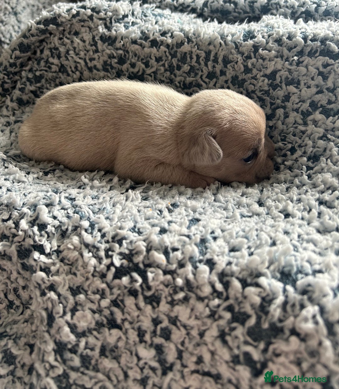 French Bulldog dogs for sale: French bulldog puppies  - Image 15