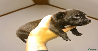 Staffordshire Bull Terrier dogs - Advert 6