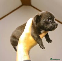 Staffordshire Bull Terrier dogs - Advert 6