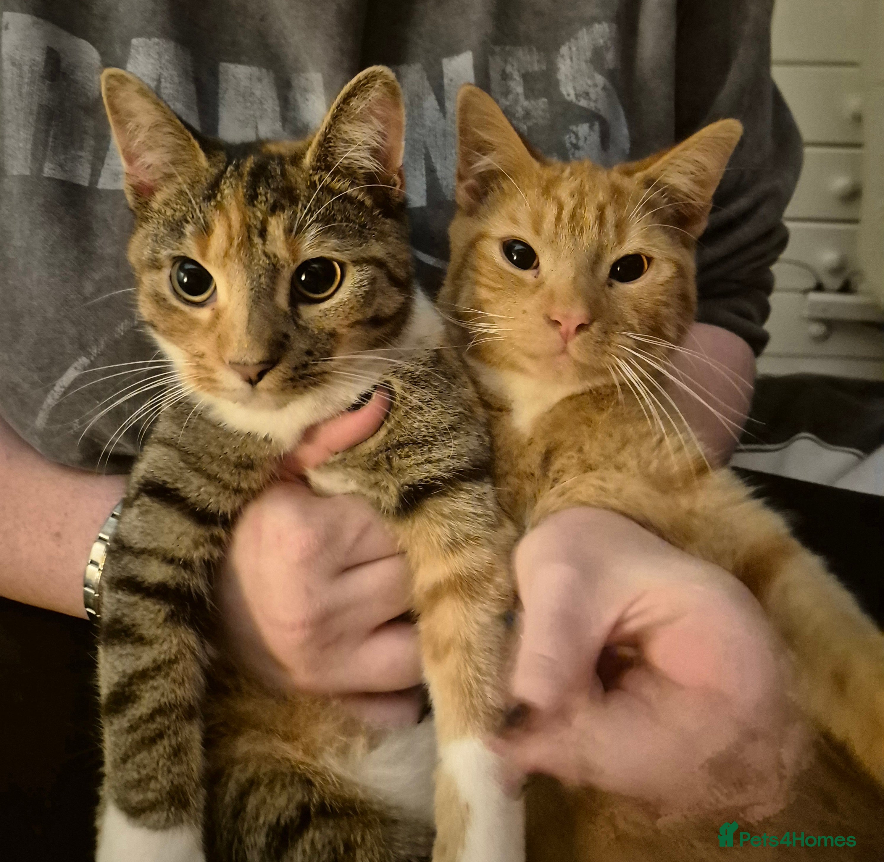 British Shorthair cats Older cats 🐈  - Advert 1