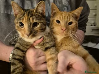 British Shorthair cats Older cats 🐈 - Advert 1