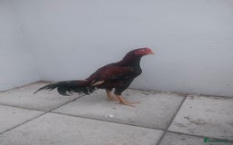 Chickens poultry for sale: Aseel male chicken and female  - Image 3