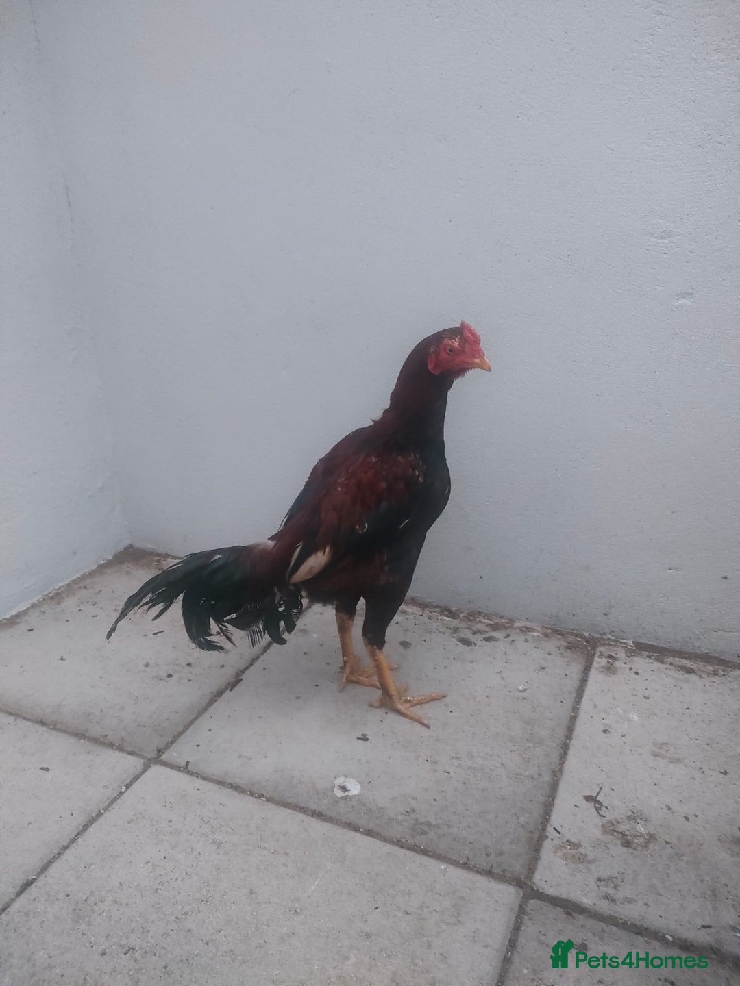 Chickens poultry for sale: Aseel male chicken and female  - Image 3