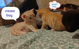 Mixed Breed cats for sale: 6 Gorgeous Kittens Looking for Forever Homes  - Image 23