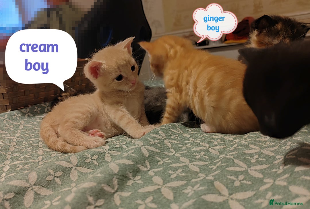 Mixed Breed cats for sale: 6 Gorgeous Kittens Looking for Forever Homes  - Image 23