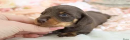 Miniature Dachshund dogs for sale: KC Miniature Dachshund Puppies - Advert 20