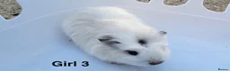 Guinea Pig rodents for sale: Baby Guinea pigs  - Advert 3