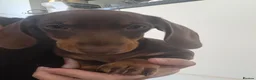 Dachshund dogs for sale: Beautiful dachshund READY for homes  - Advert 10