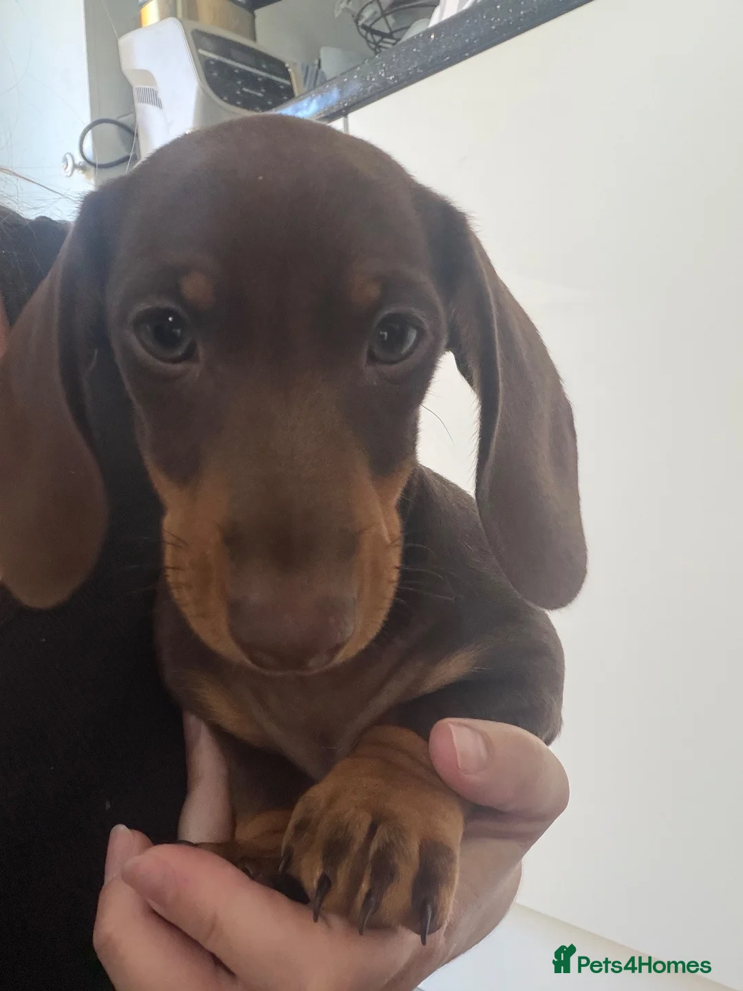 Dachshund dogs for sale: Beautiful dachshund READY for homes  - Advert 10