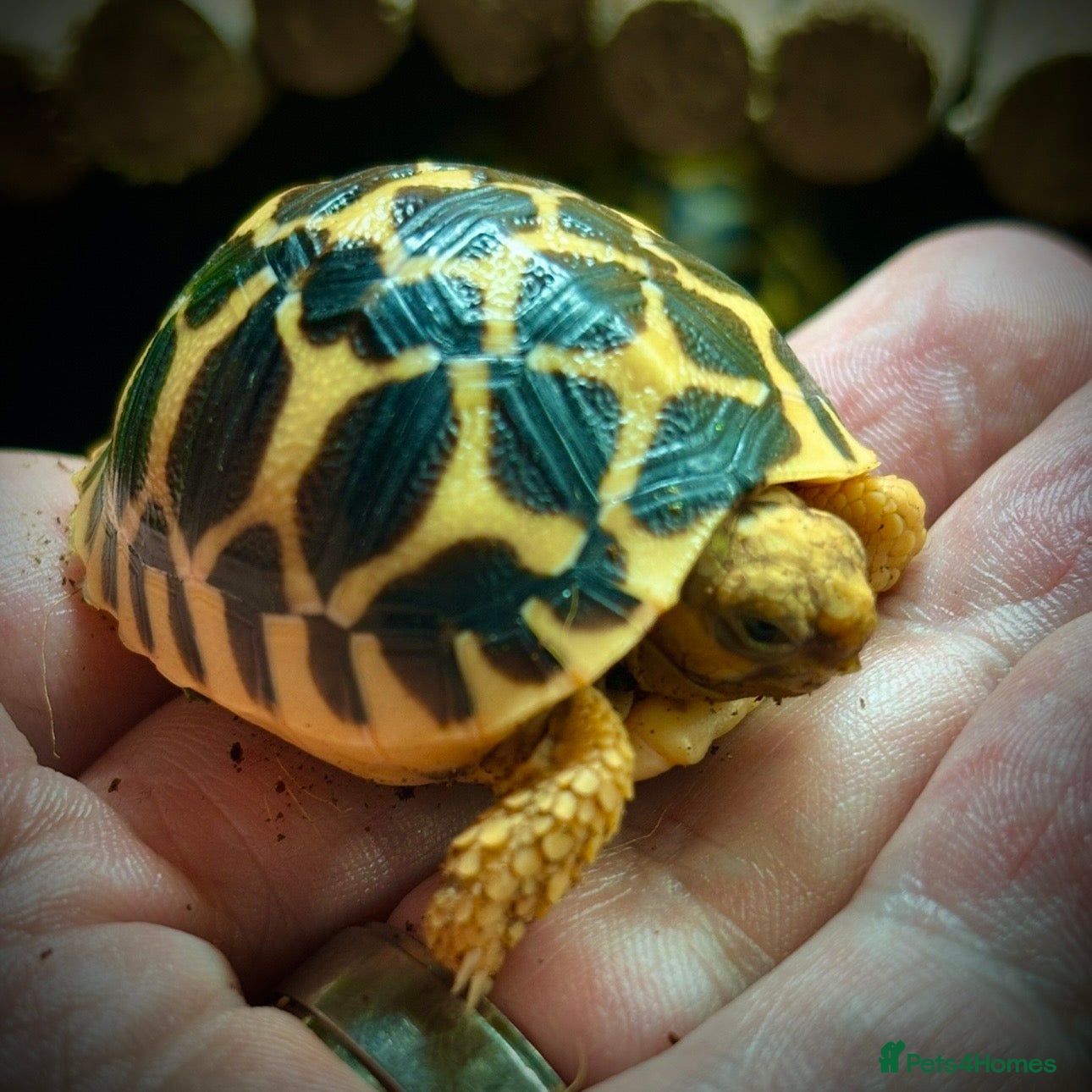 Tortoise reptiles Indian Star Tortoise Hatchlings - Advert 1