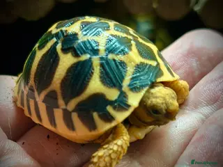 Tortoise reptiles Indian Star Tortoise Hatchlings - Advert 1