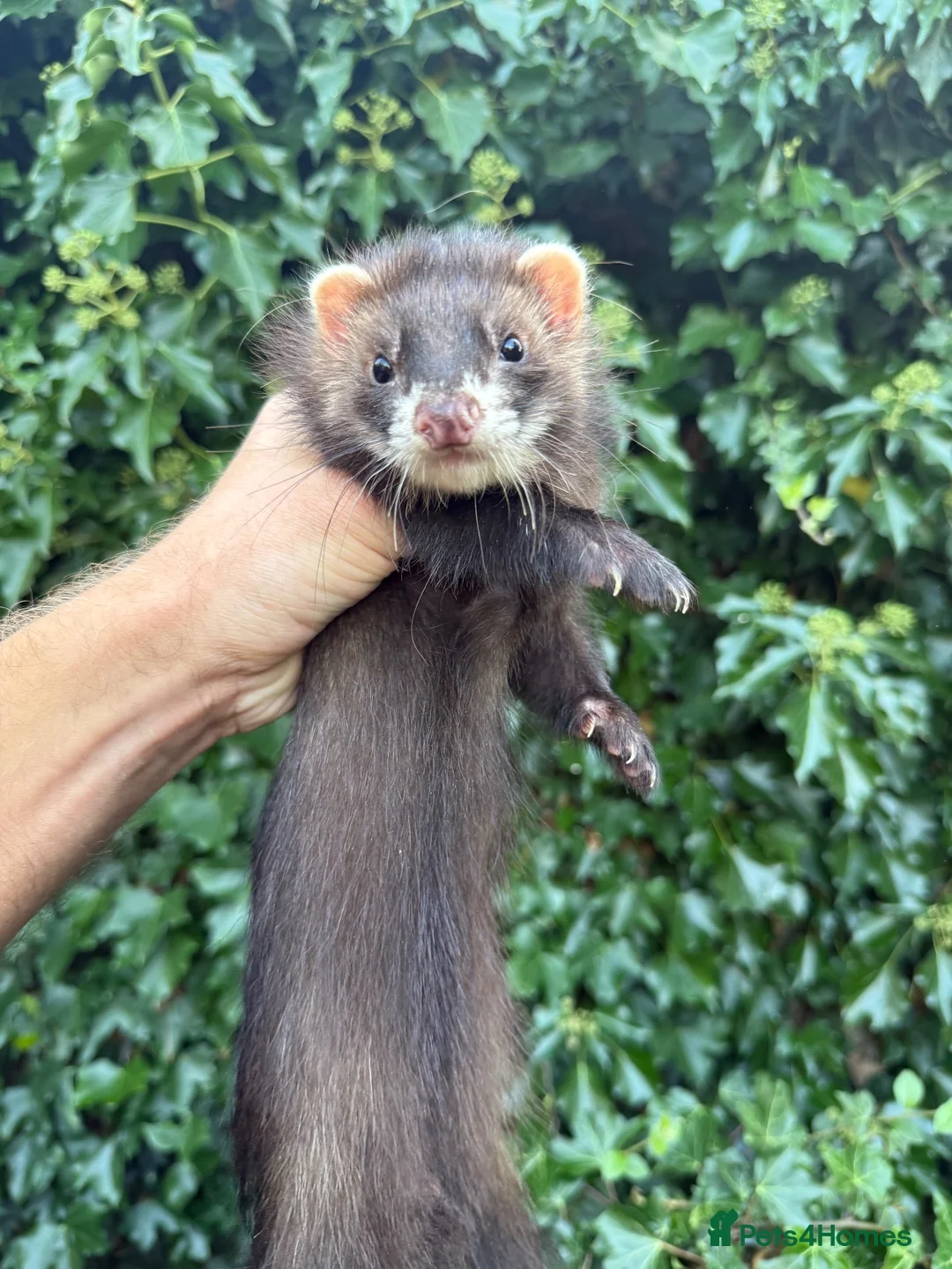 Ferret rodents for sale: Cheeky George Full Angora Hob  - Advert 2