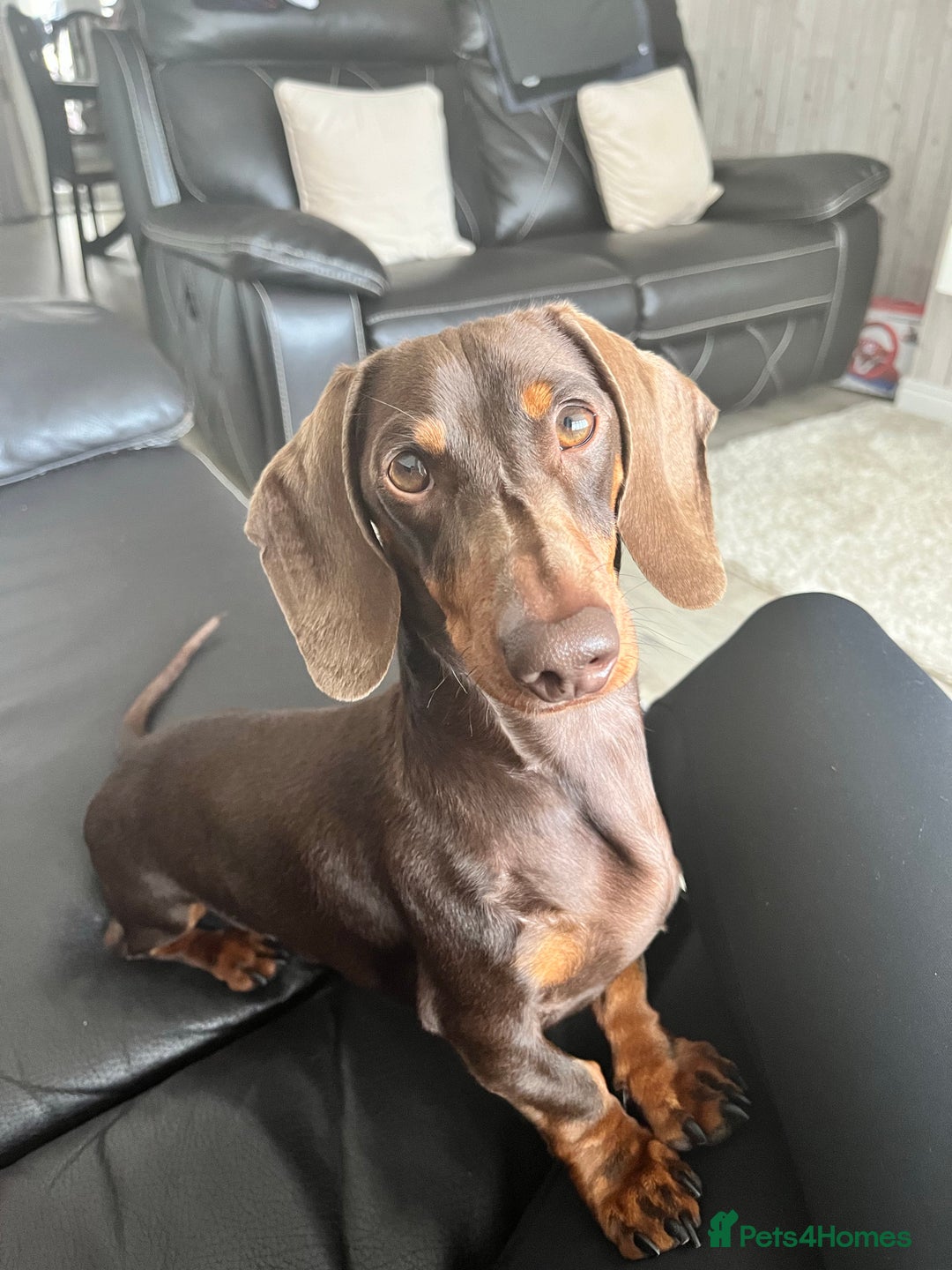 Dachshund dogs for stud: FOR STUD PROVEN kc reg Choc & tan mini dachshund in Sunderland - Advert 2